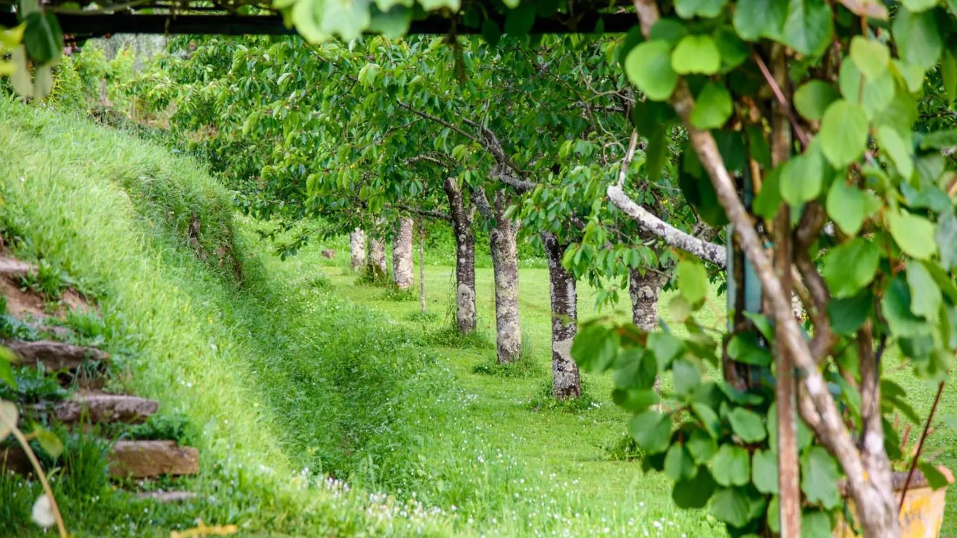 Citrus Charm Farmhouse, Country Villa Capannori